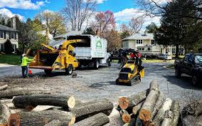 How Our Tree Care Process Works  in  Richwood, TX