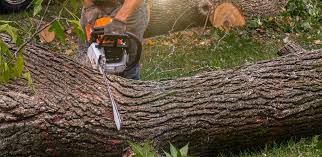 Best Tree Cabling and Bracing  in Richwood, TX