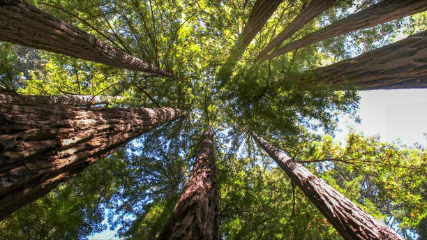 Best Emergency Tree Removal  in Richwood, TX